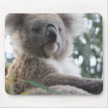 koala, koala bear, australia, australian koala bear, koalas, koala bears, bear, bears, marsupial, australian, aussie, mammal, animal, wildlife, wild life, wild animal, animals, koala photo, koala picture, australian koala, cute koala, love koalas