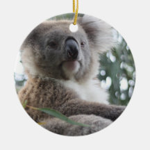 Koala Bear Facts Ornament