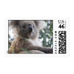 koala, koala bear, australia, australian koala bear, koalas, koala bears, bear, bears, marsupial, australian, aussie, mammal, animal, wildlife, wild life, wild animal, animals, koala photo, koala picture, australian koala, cute koala, love koalas