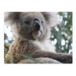 koala, koala bear, australia, australian koala bear, koalas, koala bears, bear, bears, marsupial, australian, aussie, mammal, animal, wildlife, wild life, wild animal, animals, koala photo, koala picture, australian koala, cute koala, love koalas