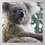 koala, koala bear, australia, australian koala bear, koalas, koala bears, bear, bears, marsupial, australian, aussie, mammal, animal, wildlife, wild life, wild animal, animals, koala photo, koala picture, australian koala, cute koala, love koalas