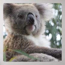 Koala Bear Facts Poster
