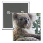 koala, koala bear, australia, australian koala bear, koalas, koala bears, bear, bears, marsupial, australian, aussie, mammal, animal, wildlife, wild life, wild animal, animals, koala photo, koala picture, australian koala, cute koala, love koalas