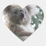 koala, koala bear, australia, australian koala bear, koalas, koala bears, bear, bears, marsupial, australian, aussie, mammal, animal, wildlife, wild life, wild animal, animals, koala photo, koala picture, australian koala, cute koala, love koalas
