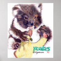 Koala Bear Fine Art Print and Poster print