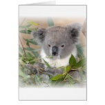 koala, koala bear, bear, marsupial, australia, australian, australian koala, australian koala bear, bears, koala bears, zoo, wild animal, wildlife, animal, animals, outback