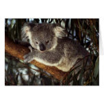 Koala Bear Greeting Cards
