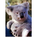 Koala Bear Holding A Koala Bear print