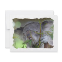 Koala Bear Invitation
