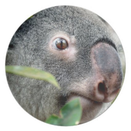 koala bear looking right close up eye c.jpg plate