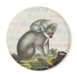 Koala Bear Magnet magnets