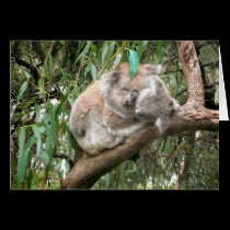 Koala Bear mother and baby cards