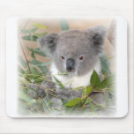 koala, koala bear, bear, marsupial, australia, australian, australian koala, australian koala bear, bears, koala bears, zoo, wild animal, wildlife, animal, animals, outback