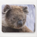 Koala Bear mousepads by Cazzies_Creations Koala Bear mousepads