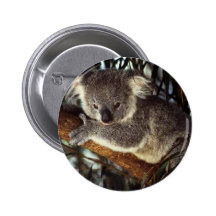 Koala Bear Pins