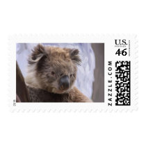 Koala Bear postage