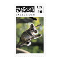 Koala Bear postage by photoinspiration Koala Bear postage