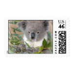 koala, koala bear, australia, australian koala bear, koalas, koala bears, bear, bears, marsupial, australian, aussie, mammal, animal, wildlife, wild life, wild animal, animals, nature