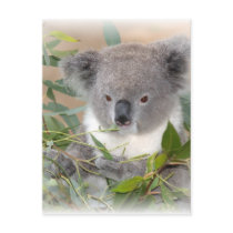 Koala Bear Postcard