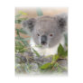 Koala Bear Postcard