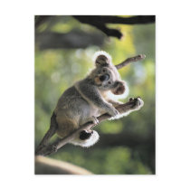 Koala Bear postcards