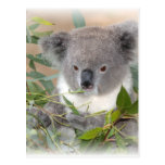 koala, koala bear, bear, marsupial, australia, australian, australian koala, australian koala bear, bears, koala bears, zoo, wild animal, wildlife, animal, animals, outback