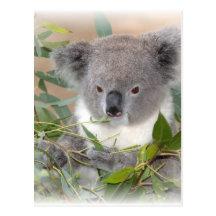 Koala Bear Postcard
