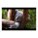 Koala Bear posters