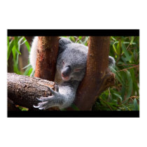 Koala Bear posters by SabineSt Koala Bear posters