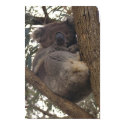 Koala Bear posters
