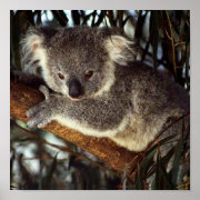 Koala Bear Print