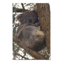 Koala Bear posters