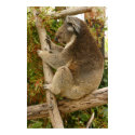 Koala bear sleeping on a tree Canvas Print
