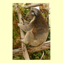 Koala bear sleeping on a tree Canvas Print posters