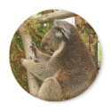 Koala bear sleeping on a tree magnets