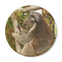 Koala bear sleeping on a tree magnets