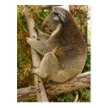 Koala bear sleeping on a tree post card