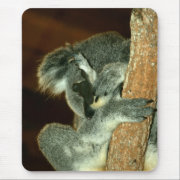 Koala Bear, Sleeping with paw over face Mousepads
