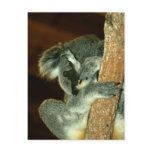 Koala Bear, Sleeping with paw over face Postcard