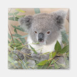 koala, koala bear, bear, marsupial, australia, australian, australian koala, australian koala bear, bears, koala bears, zoo, wild animal, wildlife, animal, animals, outback