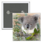 koala, koala bear, bear, marsupial, australia, australian, australian koala, australian koala bear, bears, koala bears, zoo, wild animal, wildlife, animal, animals, outback
