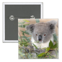 Koala Bear Square Pin