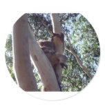 koala bear round stickers