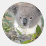 koala, koala bear, bear, marsupial, australia, australian, australian koala, australian koala bear, bears, koala bears, zoo, wild animal, wildlife, animal, animals, outback