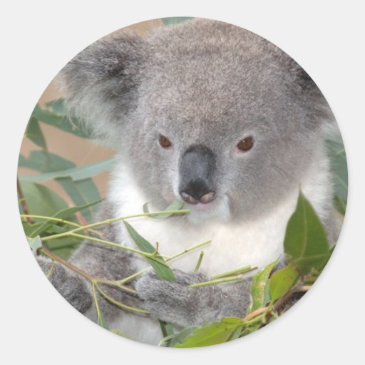 Koala Bear Sticker Zazzle