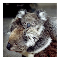 Koala Bears posters