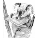 Koala Bears t-shirts