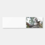 koala,koala bear,marsupial,koalas,koala bears,australia,australian koala bear,bear,bears,australian,aussie,mammal,animal,wildlife,wild life,wild animal,animals,koala photo,koala picture,australian koala,cute koala,love koalas
