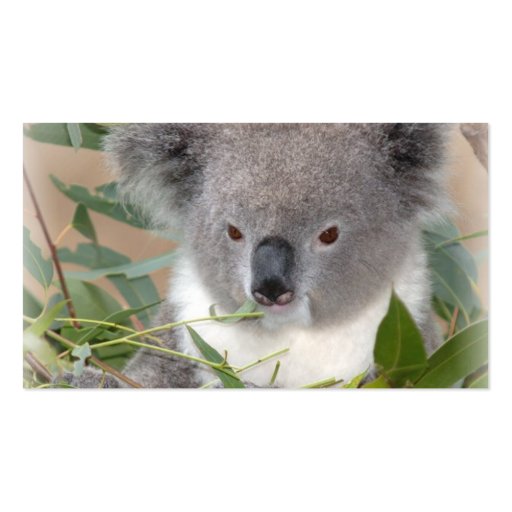 Koala Business Card (back side)