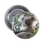 koala,koala bear,marsupial,koalas,koala bears,australia,australian koala bear,bear,bears,australian,aussie,mammal,animal,wildlife,wild life,wild animal,animals,koala photo,koala picture,australian koala,cute koala,love koalas